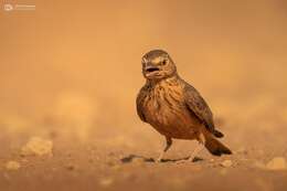 Image of Rufous-tailed Lark