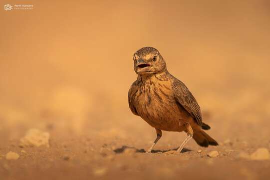 Image of Rufous-tailed Lark