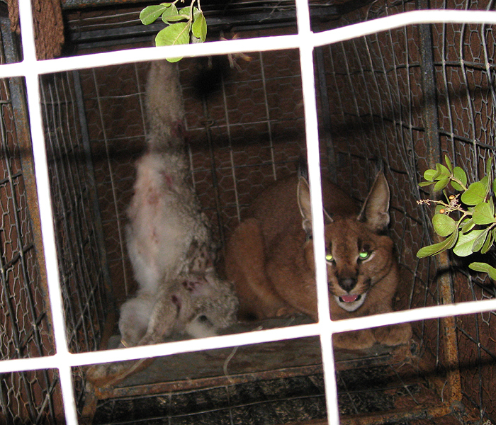 Image of Caracals