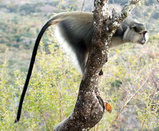 Image of Samango Monkey