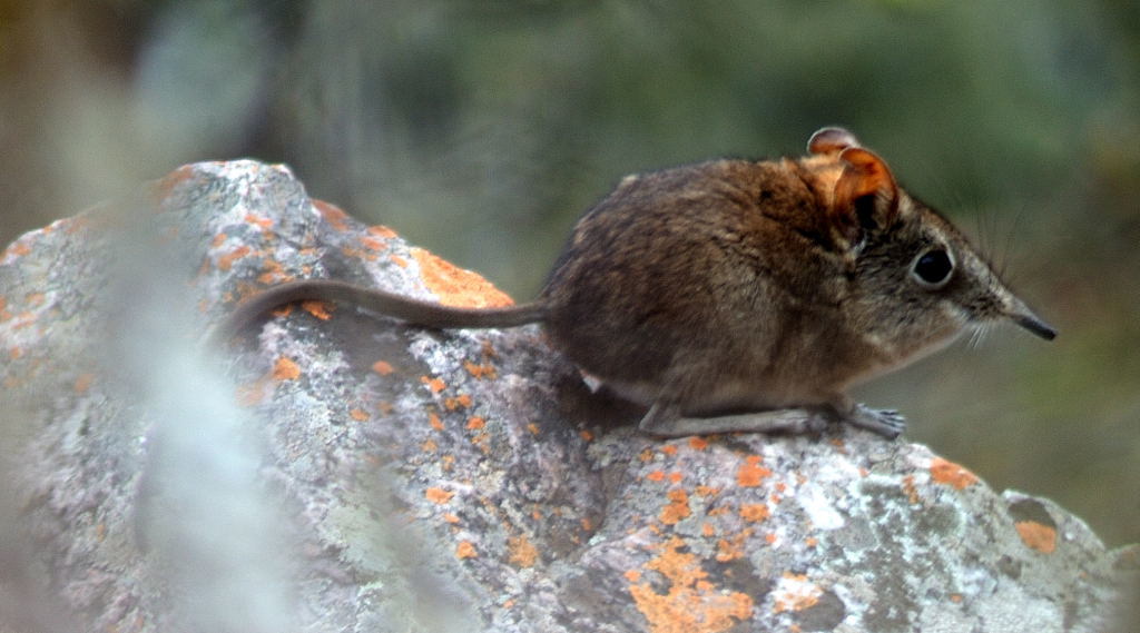 Image of Eastern Elephant-shrew