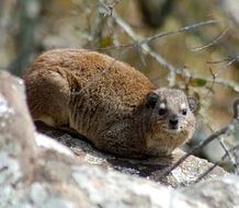 Image of Rock Hyrax