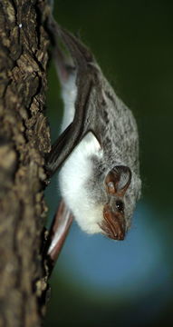 Image of Mauritian Tomb Bat