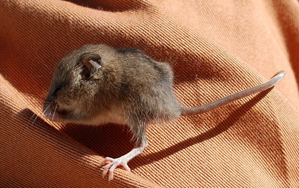 Image of Gray African Climbing Mouse -- Grey Climbing Mouse