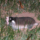 Image of Cape Mole Rat