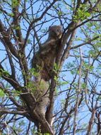 Image of Cape Gray Mongoose -- Small Grey Mongoose