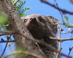 Image of Cape Gray Mongoose -- Small Grey Mongoose