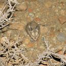 Image of Large-eared African Desert Mouse -- Large-eared Mouse