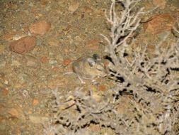 Image of Large-eared African Desert Mouse -- Large-eared Mouse