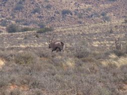 Imagem de Oryx gazella (Linnaeus 1758)