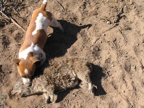 Image of Rock Hyrax