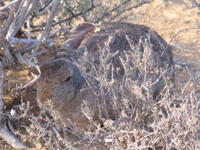Image of Rock-hares