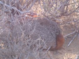 Image of Rock-hares