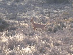 Image of Steenbok