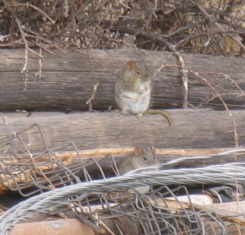 Image of Four-striped Grass Mouse