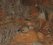 Image of Cape Elephant Shrew