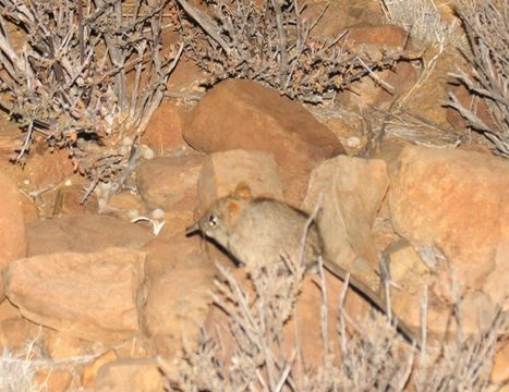 Image of Cape Elephant Shrew