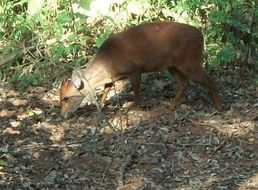 Image of Natal Duiker