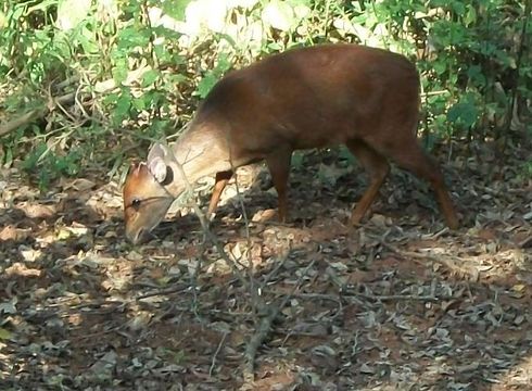 Image of Natal Duiker