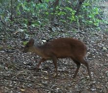 Image of Natal Duiker