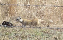 Image of Yellow Mongoose