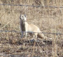 Image of Yellow Mongoose