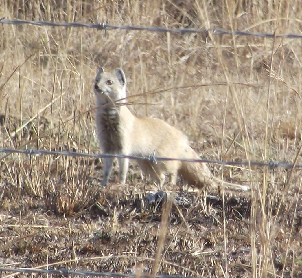 Image of Yellow Mongoose