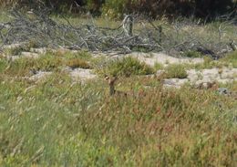 Image of Steenbok