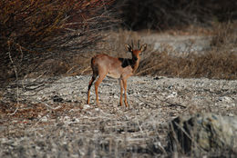 Image of Steenbok