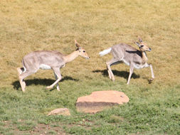 Image of Mountain Reedbuck