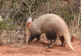 Image of aardvarks