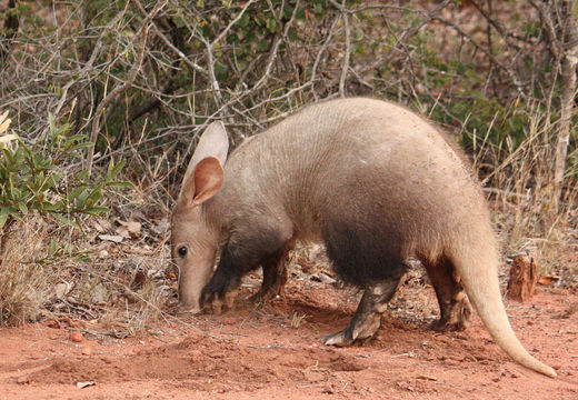 Imagem de Orycteropodidae Gray 1821