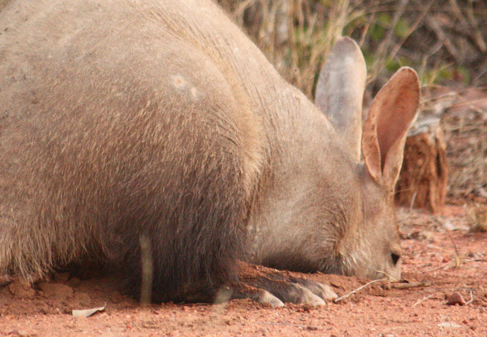 Image of aardvarks