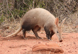 Image of aardvarks