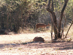 Image of Bushbuck