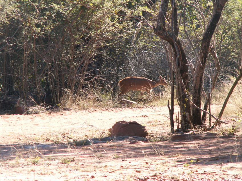 Image of Bushbuck