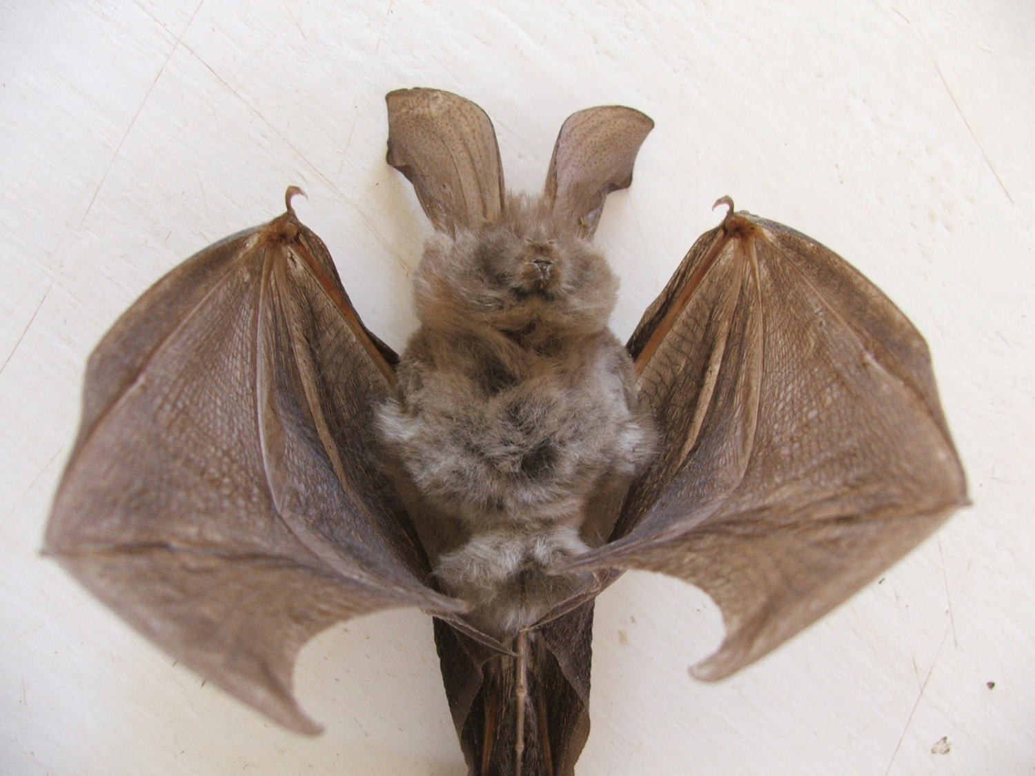 Image of Cape Long-eared Bat