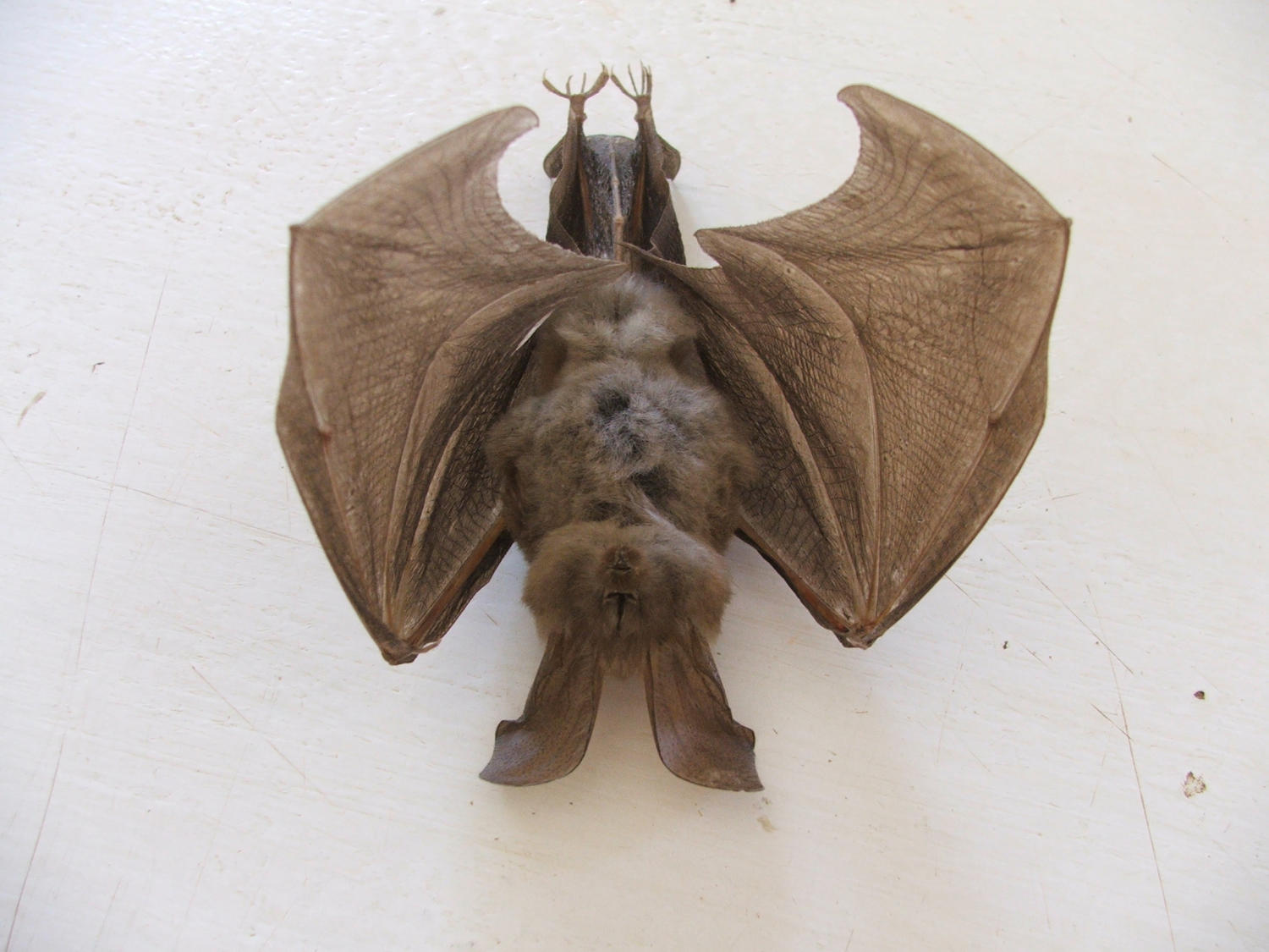 Image of Cape Long-eared Bat