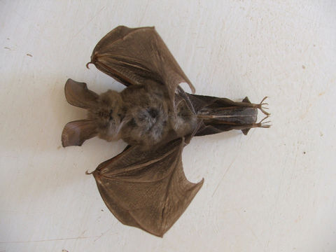 Image of Cape Long-eared Bat