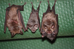 Image of horseshoe bats