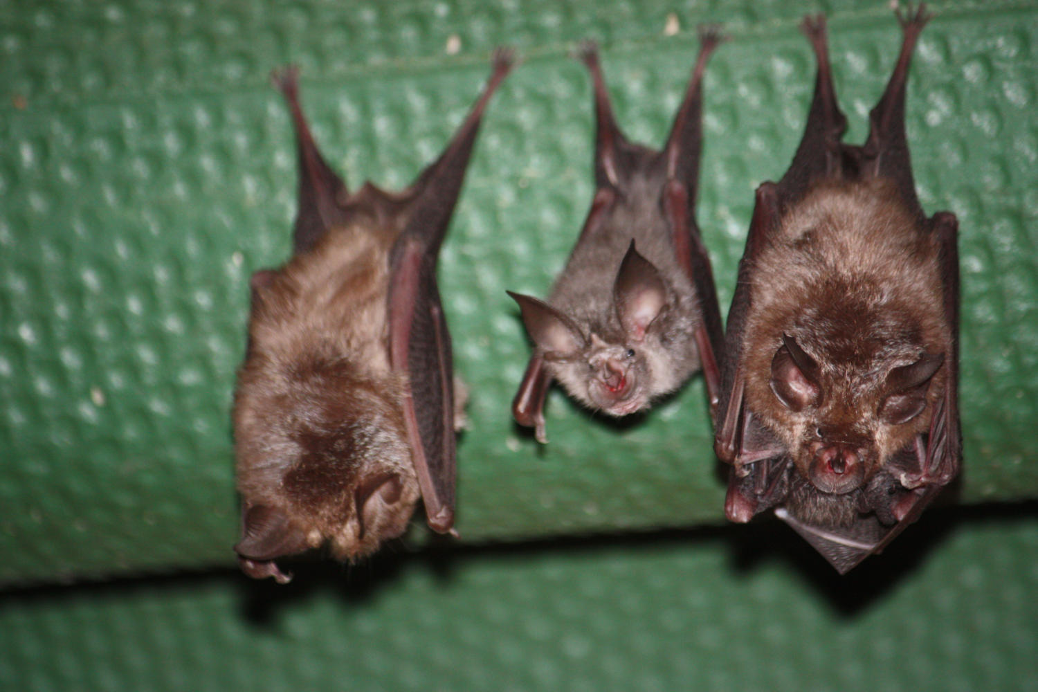 Image of horseshoe bats