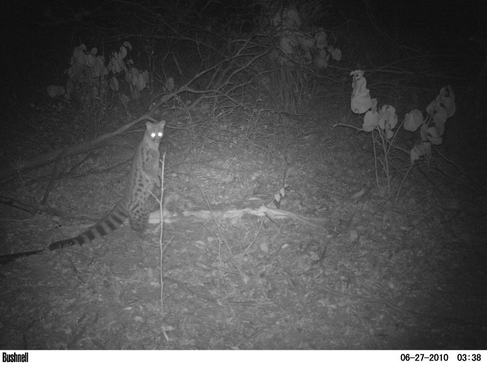 Image of Blotched Genet