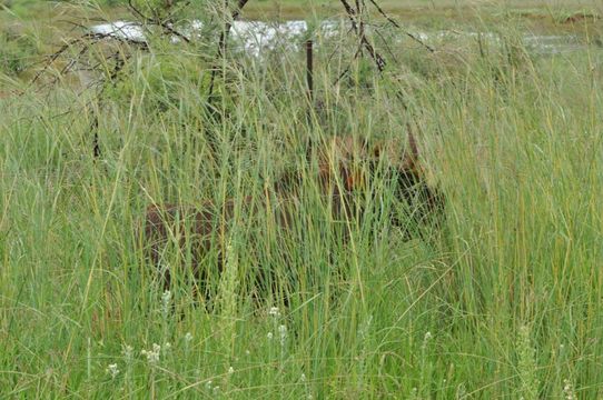 Image of Black Wildebeest