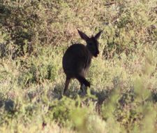 Image of Common Duiker