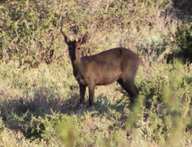 Image of Common Duiker