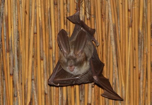 Image of Cape Long-eared Bat