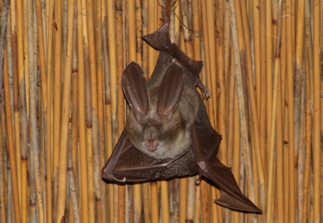 Image of Cape Long-eared Bat