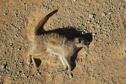 Image of Suricata Desmarest 1804