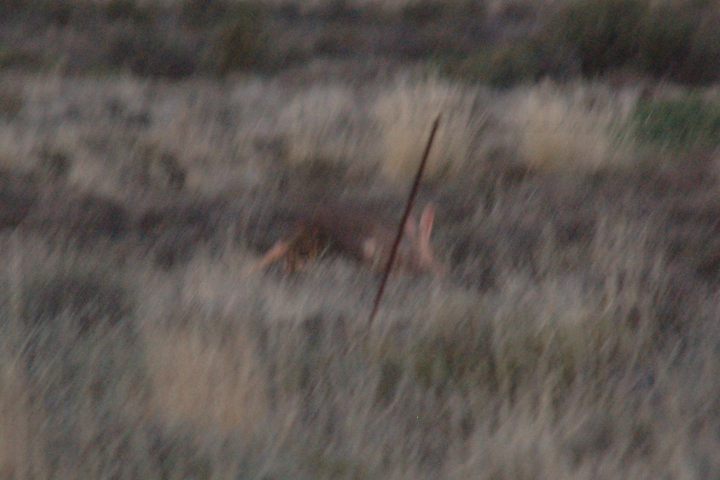 Image of aardvarks