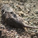 Image of Reddish-gray Musk Shrew